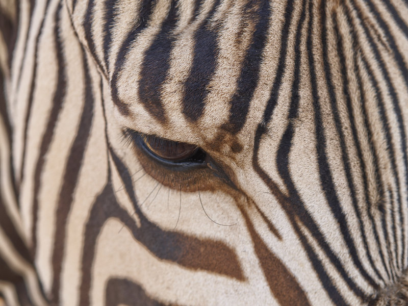 Zebra, Hammerstein Lodge